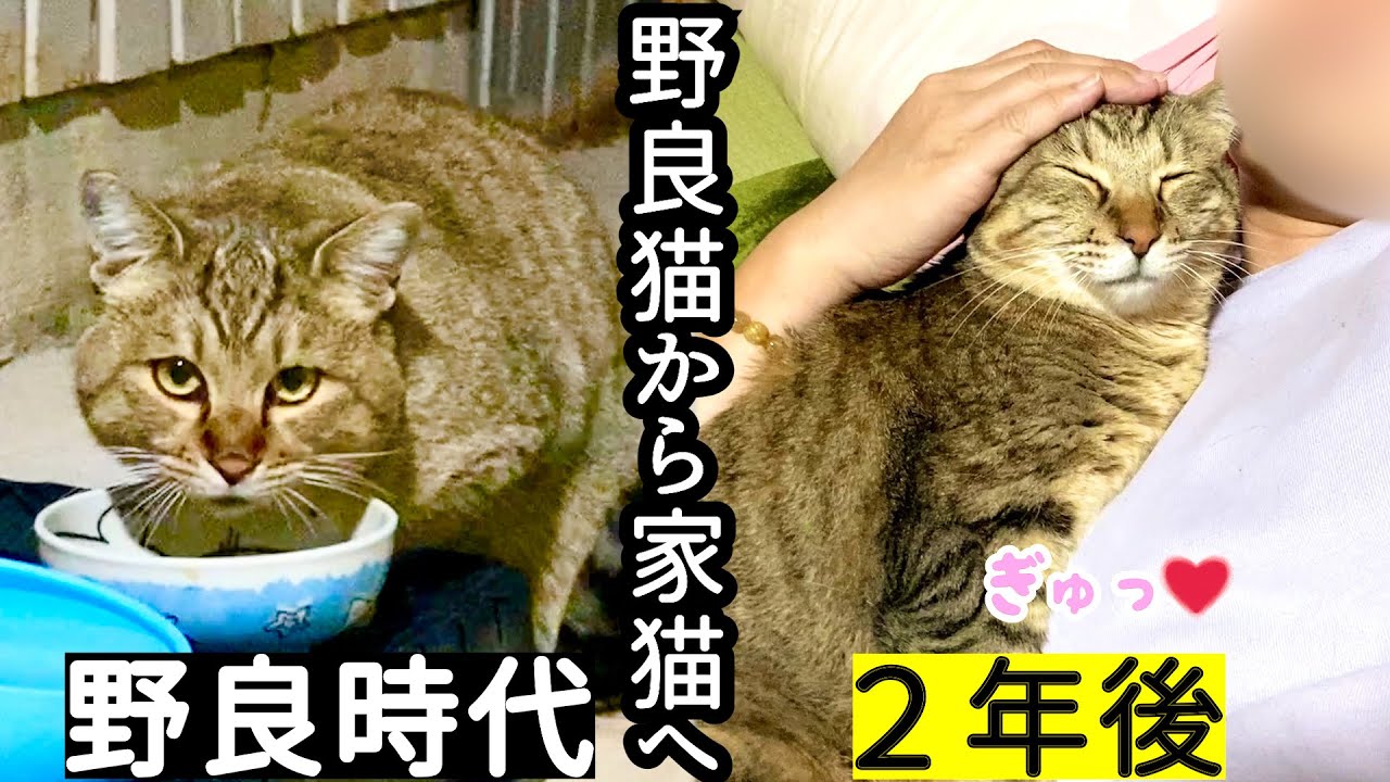 【成長記録】庭に住み着いた野良猫を保護して2年が経ちました