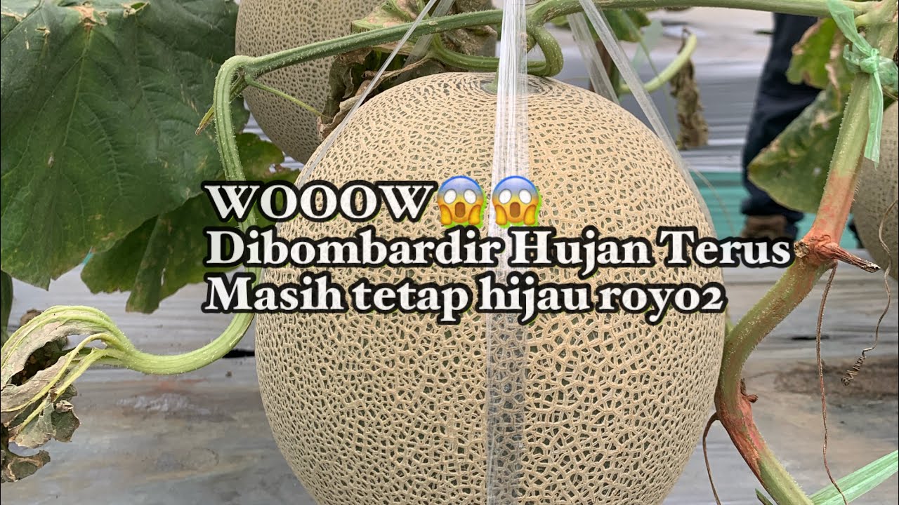 Masa Vegetatif Melon Orange Kode Trial PT.TANI MURNI INDONESIA #melon #Lombok #Ntb #petanimuda