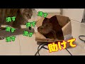 猫たちの日常