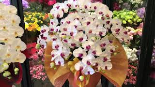 開院祝い 宮崎県 胡蝶蘭 光触媒 高鍋町 お祝い お誕生日 移転祝い
