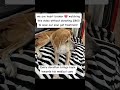 consider donating to help our poor soul get treatment to save her life #usa #uk #canada #germany