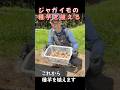 ジャガイモの種芋を植えるショート動画:2026年5月中旬版