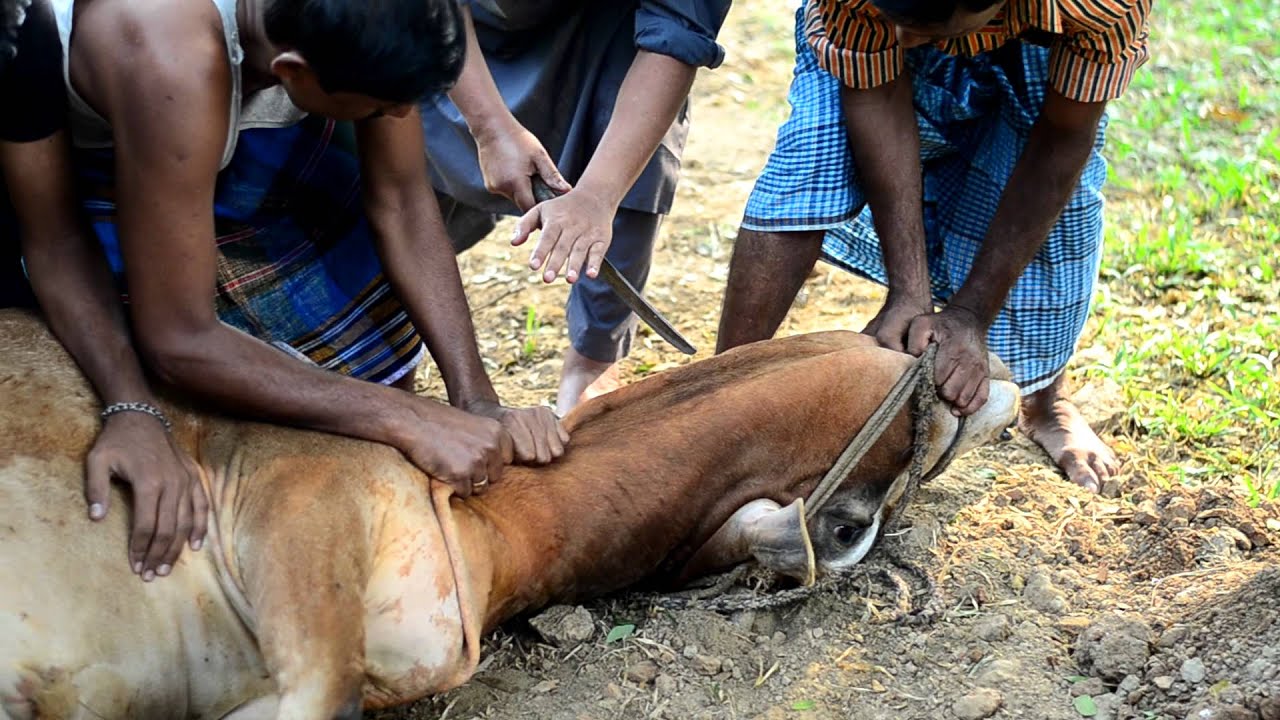 [HD] [Graphic] Slaughtering of Cow During Eid Ul Adha in 