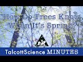 TalcottScience Minutes: How Do Trees Know It's Spring?