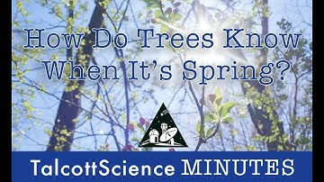 TalcottScience Minutes: How Do Trees Know It