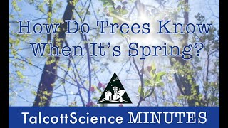 Talcottscience Minutes How Do Trees Know Its Spring?