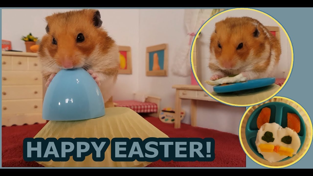ADORABLE HAMSTER EASTER! YouTube