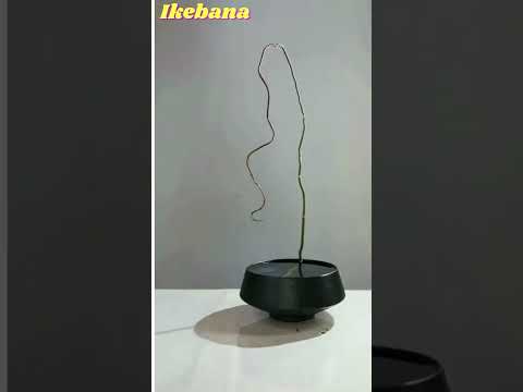 Βίντεο: Είναι η σύνθεση λουλουδιών ikebana;