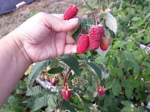 Video: Малина бөйрөк көпөлөгүнөн арылуу