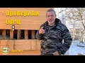 #136 Осмотрели и пощупали овец. Гребём снег лопатой. Жизнь на юге.