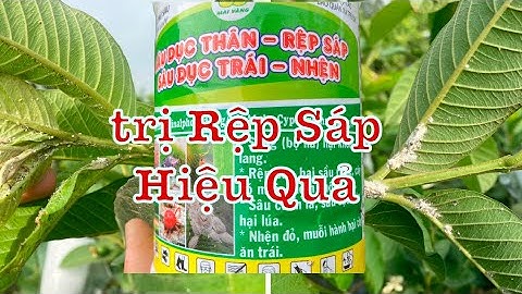 #57 Cách phòng và điều trị Rệp Sáp trên cây ôi | Thanh Bình Farm