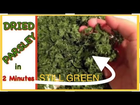 How To Dry Parsley Or Herbs 2 Minutes You How To Dry Parsley Or Herbs 2 Minutes You