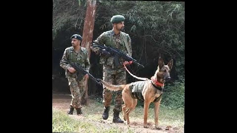 Cobra Commando Status | Crpf Cobra  Status | #commando #crpf #cobra #indian #viralshorts #shorts