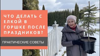 Что делать с елкой в горшке после праздников?🎄