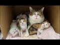 くろついシェルター新生児室から生配信
