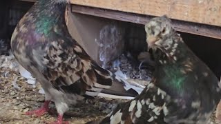 видео: 200+Иранские голуби в небе и такла не может сесть Iranian pigeons & Takla performance @ Majids Haven картинка: 200+Иранские голуби в небе и такла не может сесть Iranian pigeons & Takla performance @ Majids Haven