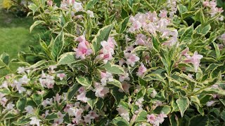 Вейгела ВАРИЕГАТА - неприхотливый цветущий кустарник NANA VARIEGATA @annashome