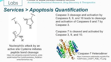 Altogen Labs Apoptosis Assay Services