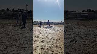 paddock détente avec bébé miel pops #cheval #chevaux #cso #concours #equitation