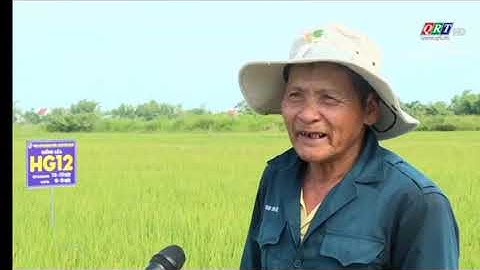 Giống lúa ĐT100, HG12 tại Điện Bàn, Quảng Nam 2024