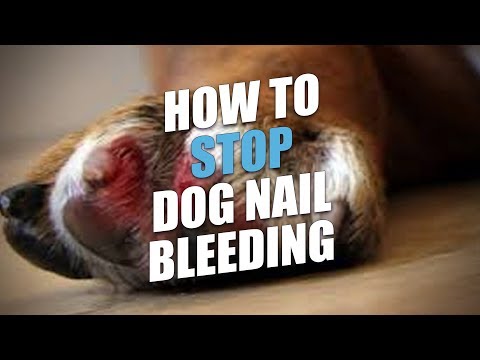 فيديو: كيفية منع نزيف أظافر الكلب