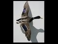 Изготовление чучела утки кряквы (Anas platyrhynchos), Бахмат Виктор.