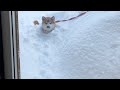 【柴犬】散歩から帰ってこなくて心配してたら家の庭ですごいことになってた。