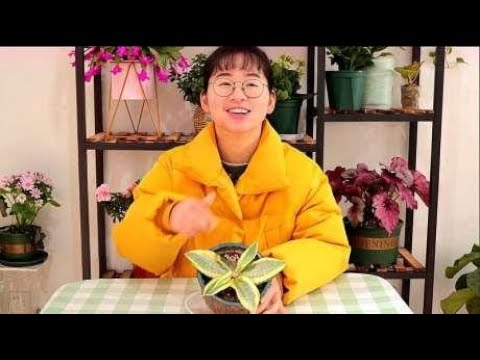 冬季虎皮兰浇水太勤快，这就是下场，快看看你中招了没有