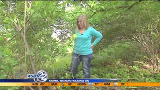 Morel mushroom hunting season holding on a little longer