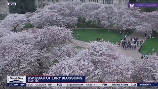 Cherry blossoms inching closer to full bloom at University of Washington | FOX 13 Seattle