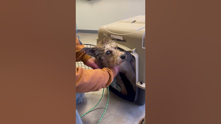 Woman Rescues A Blind Dog While On Lunch Break | The Dodo