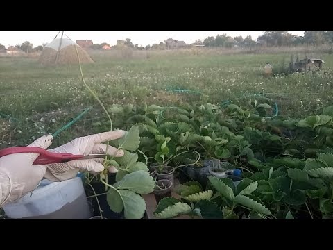 Укоренение усов клубнки