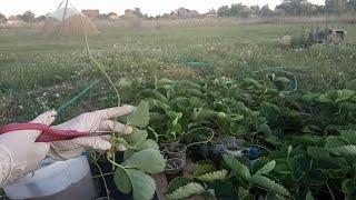 Укоренение усов клубнки на агроволокне: разные способы, достоинства и недостатки. Часть 1