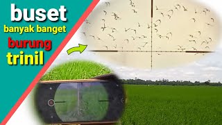 ketemu ribuan burung trinil