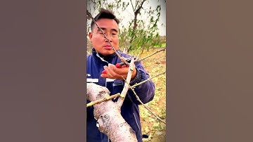 a very sharp scissor suitable for cutting grape stems #shorts