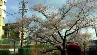 Sakura tunnel 2 桜のトンネル２