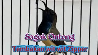 Sogok Ontong gacor nembak wit wit Zipper cocok untuk masteran burung gantangan