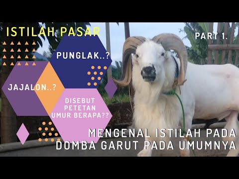 Video: Apa Itu Rak Domba