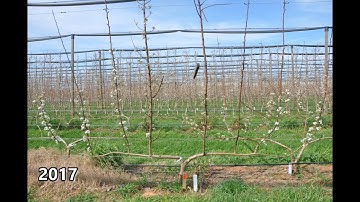 B. ANP-0131 BP1 8 Leader Cordon Open Tatura 2m Planting System 2015-2020