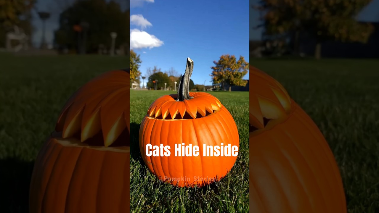 Join me in unboxing the Pumpkin Cat Blind Box