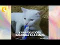 Esta hermosa gata embarazada había sido abandonada