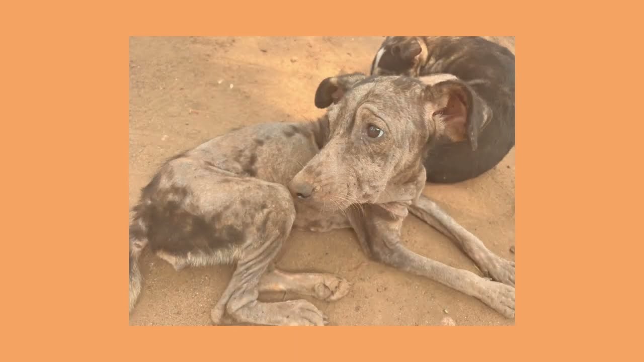 Abandoned Dogs. Anjuna, Goa, India. 2023