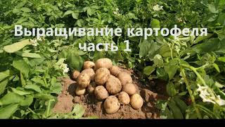 Выращивание картофеля, часть 1