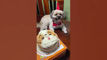 Lily S 1st Barkday Shihtzu Pomshi Shortsvideo 