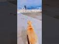 BOOMER GADU EDO ANTUNADU #dogshorts #labrador