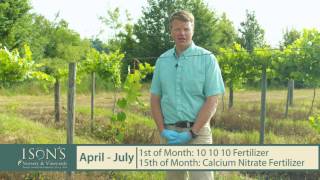 Ison's Nursery How To Fertilize Young Muscadine Vines