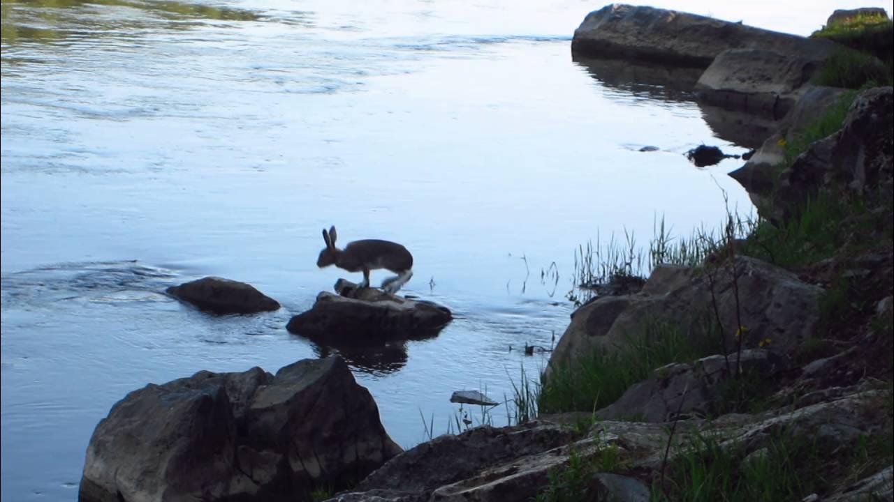 Заяц жил на островке вода в реке