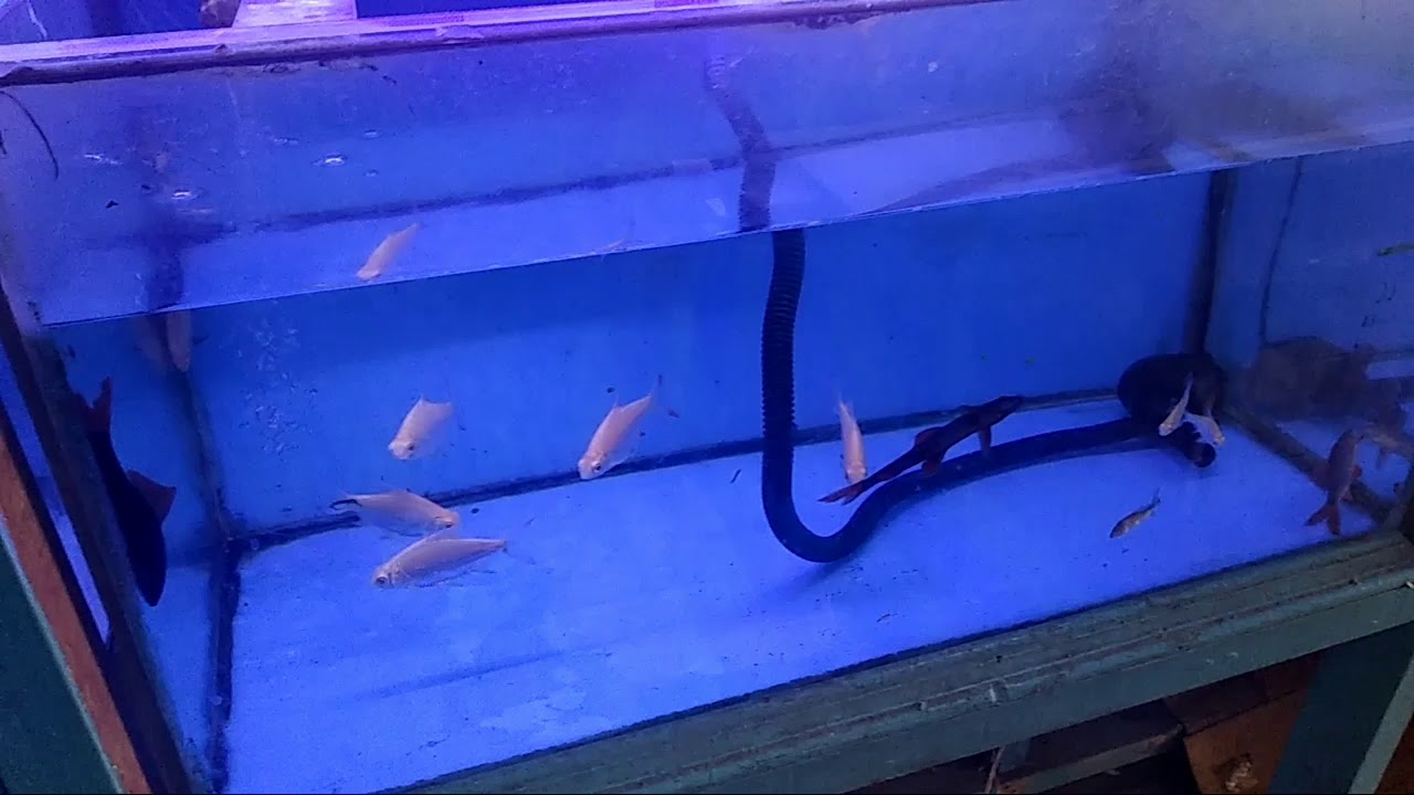 630+ Gambar Hewan Ternak Kesayangan HD Terbaik