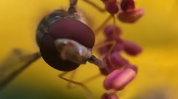 Amazing Hoverfly close-up (slow motion)