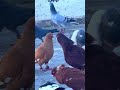 طيور حمام بلدي Birds Pigeons 